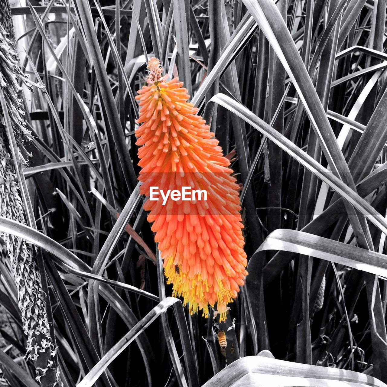 CLOSE-UP OF YELLOW FLOWER