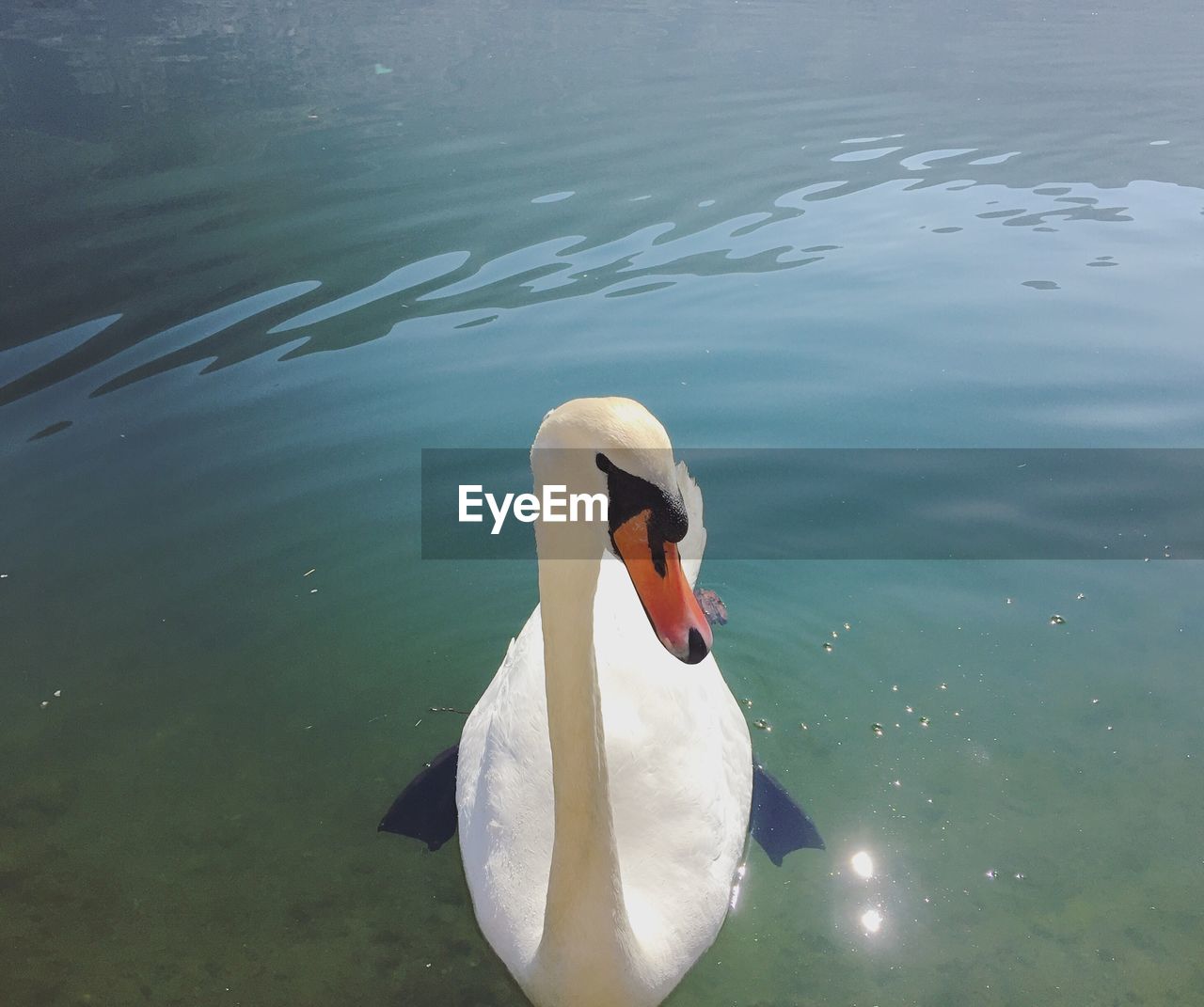 HIGH ANGLE VIEW OF SWAN SWIMMING IN LAKE