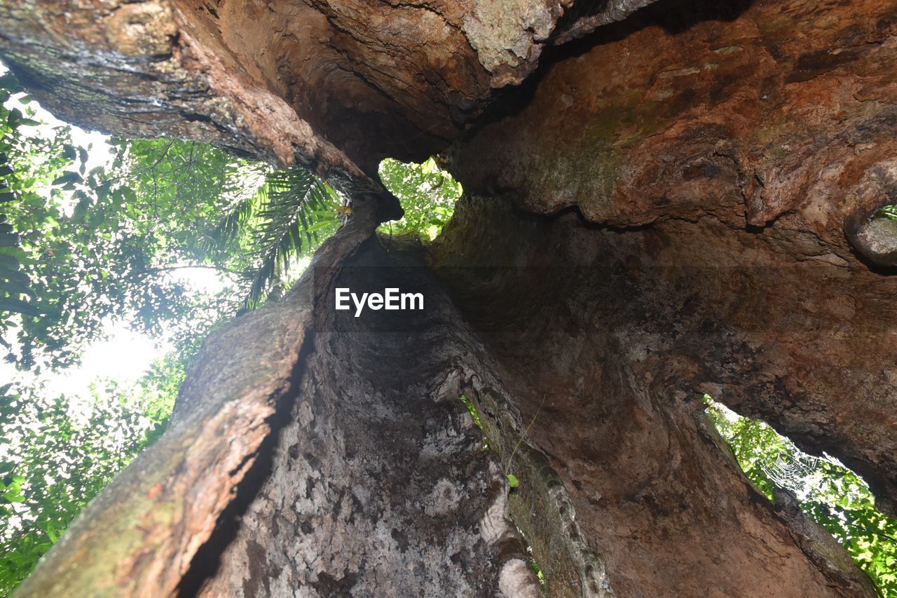 tree, plant, nature, rock, rock formation, low angle view, beauty in nature, no people, tree trunk, land, day, trunk, tranquility, non-urban scene, outdoors, cave, geology, scenics - nature, sunlight, formation, forest, travel destinations, environment, growth, travel, textured, landscape, physical geography