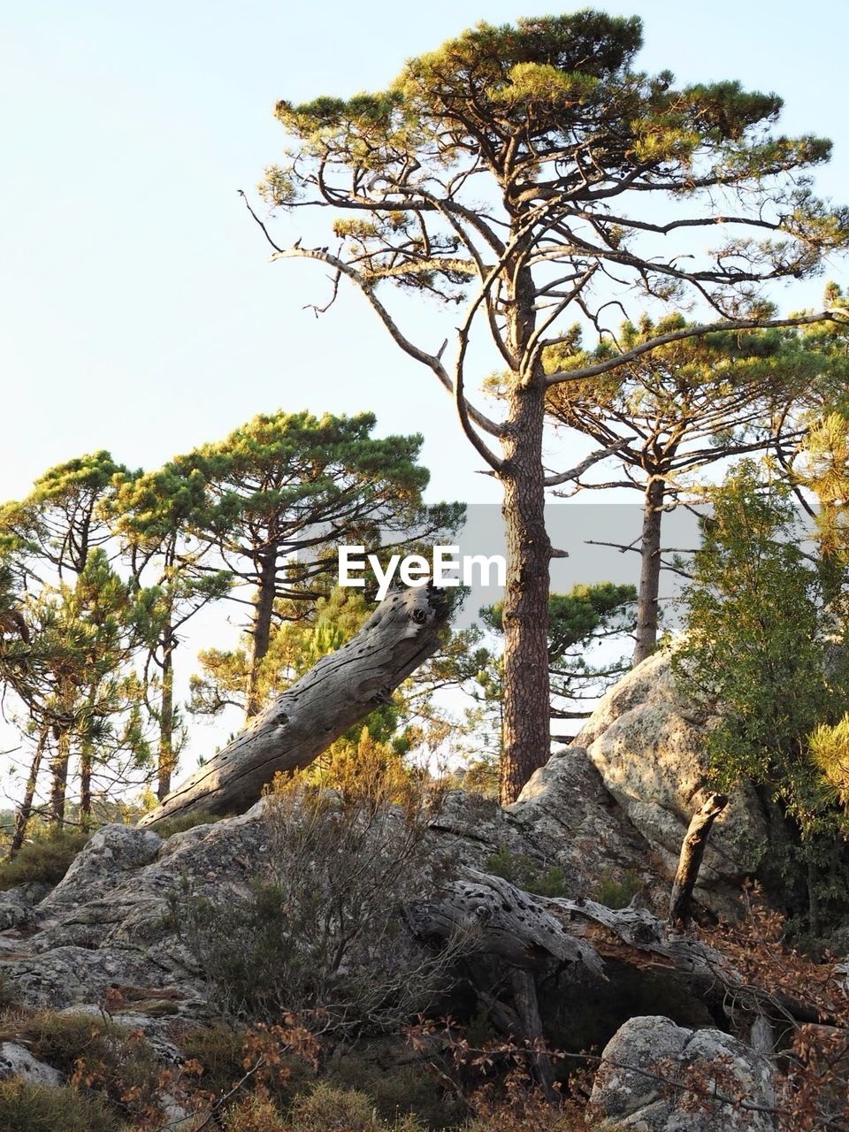 tree, plant, tranquility, nature, growth, sky, no people, beauty in nature, day, rock, tranquil scene, tree trunk, rock - object, solid, trunk, scenics - nature, land, outdoors, low angle view, branch