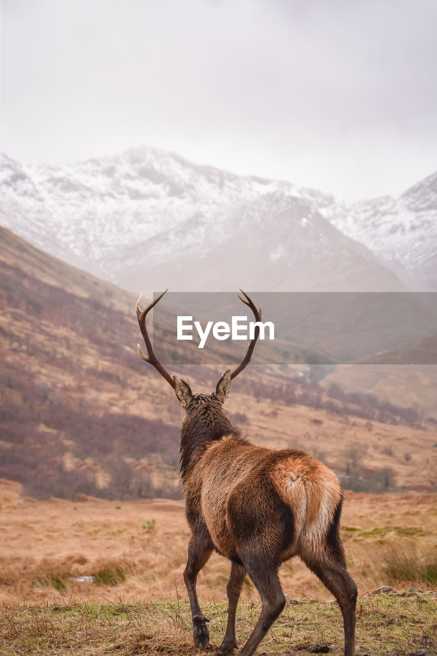 Stag in mountains