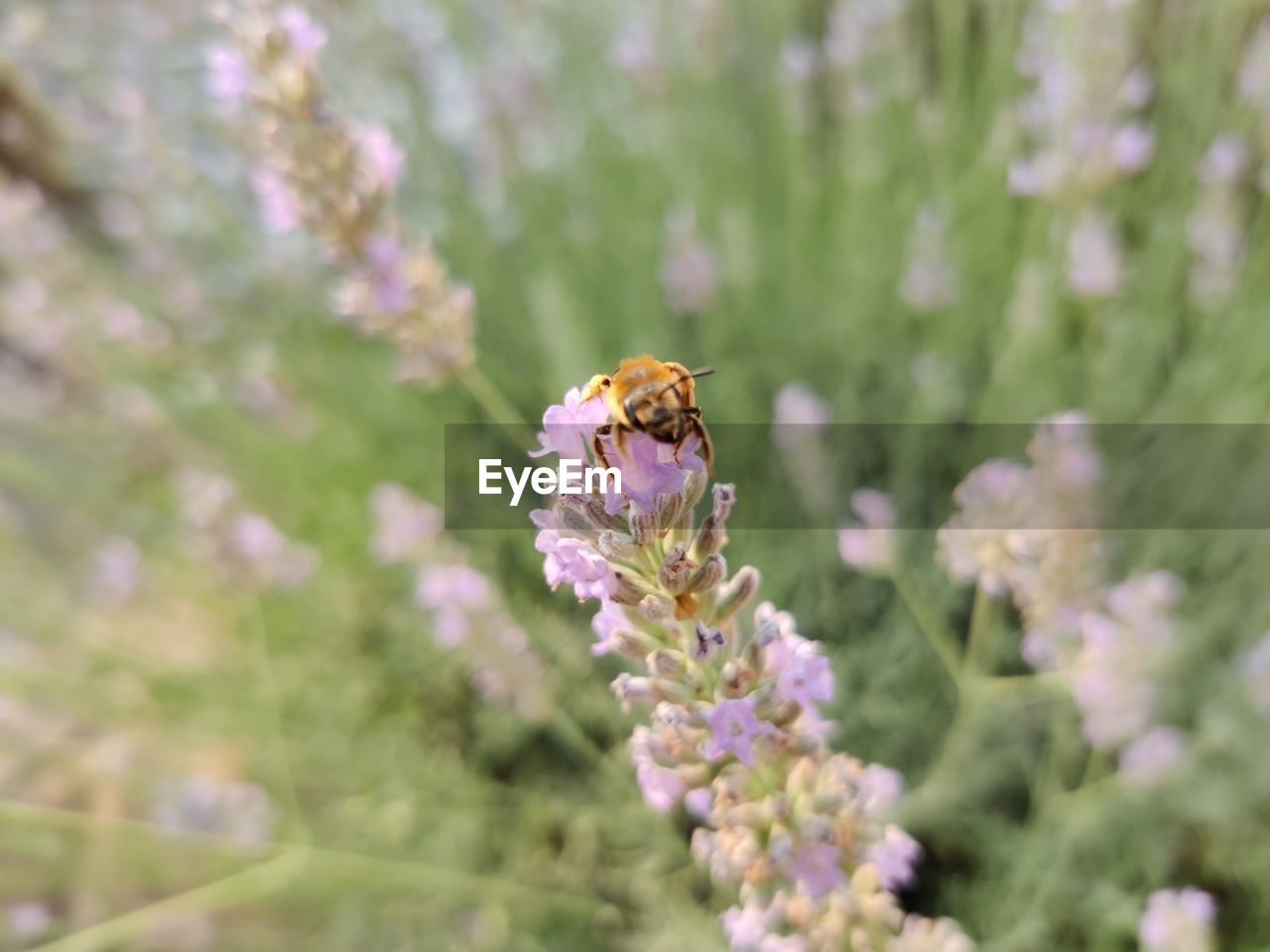 flower, flowering plant, animal themes, animal wildlife, plant, animal, beauty in nature, insect, freshness, wildlife, one animal, fragility, nature, close-up, no people, flower head, animal wing, food, selective focus, environment, petal, purple, macro, springtime, macro photography, meadow, summer, wildflower, bee, blossom, focus on foreground, pollination, butterfly, outdoors, growth, environmental conservation, eating, botany, day, honey bee, animal body part, social issues, defocused, food and drink, lavender, field, feeding, tranquility, full length