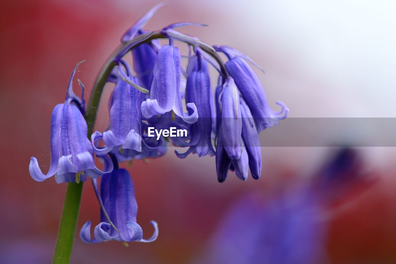 Close-up of purple flowers blooming outdoors