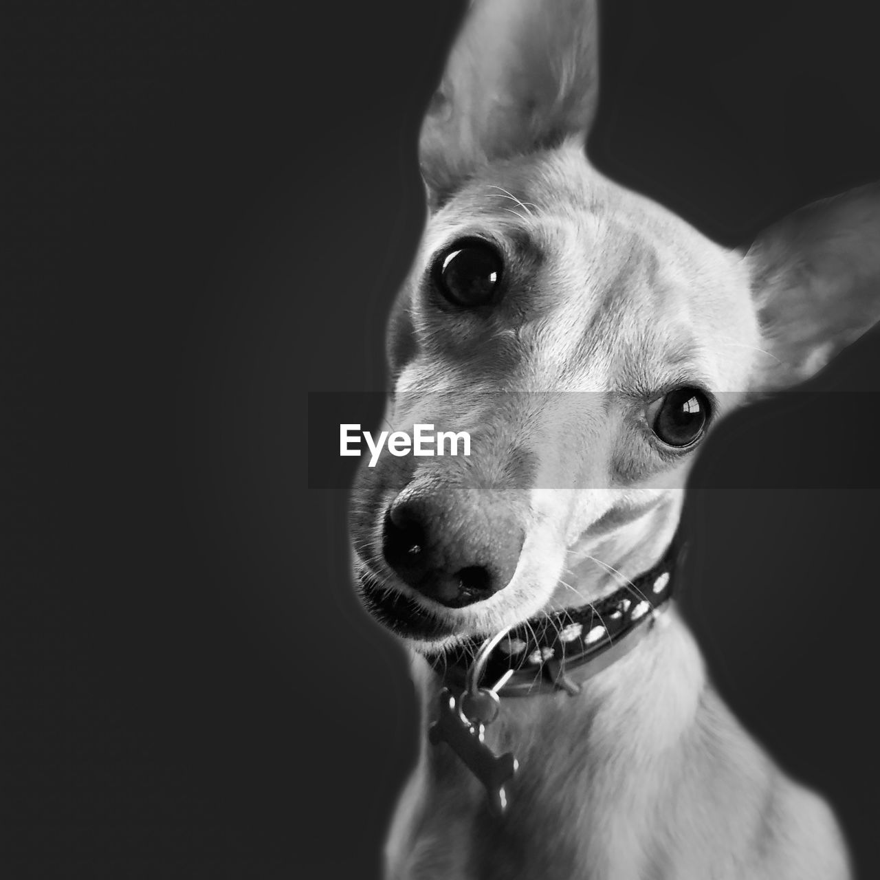 Close-up of a dog over black background