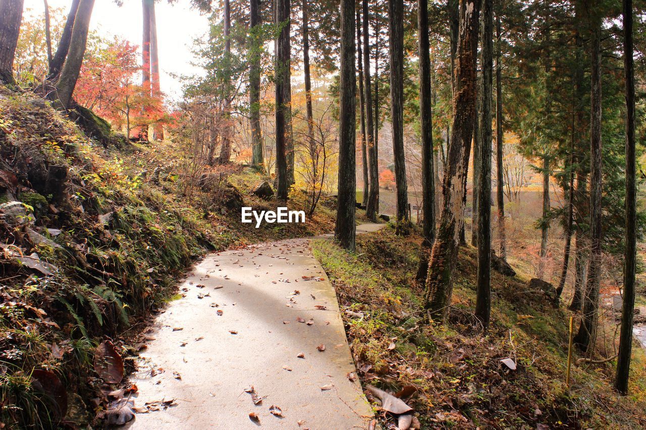 Trees in forest