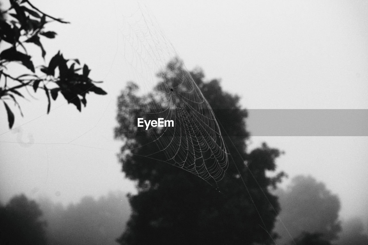 CLOSE-UP OF SPIDER WEB AGAINST SKY