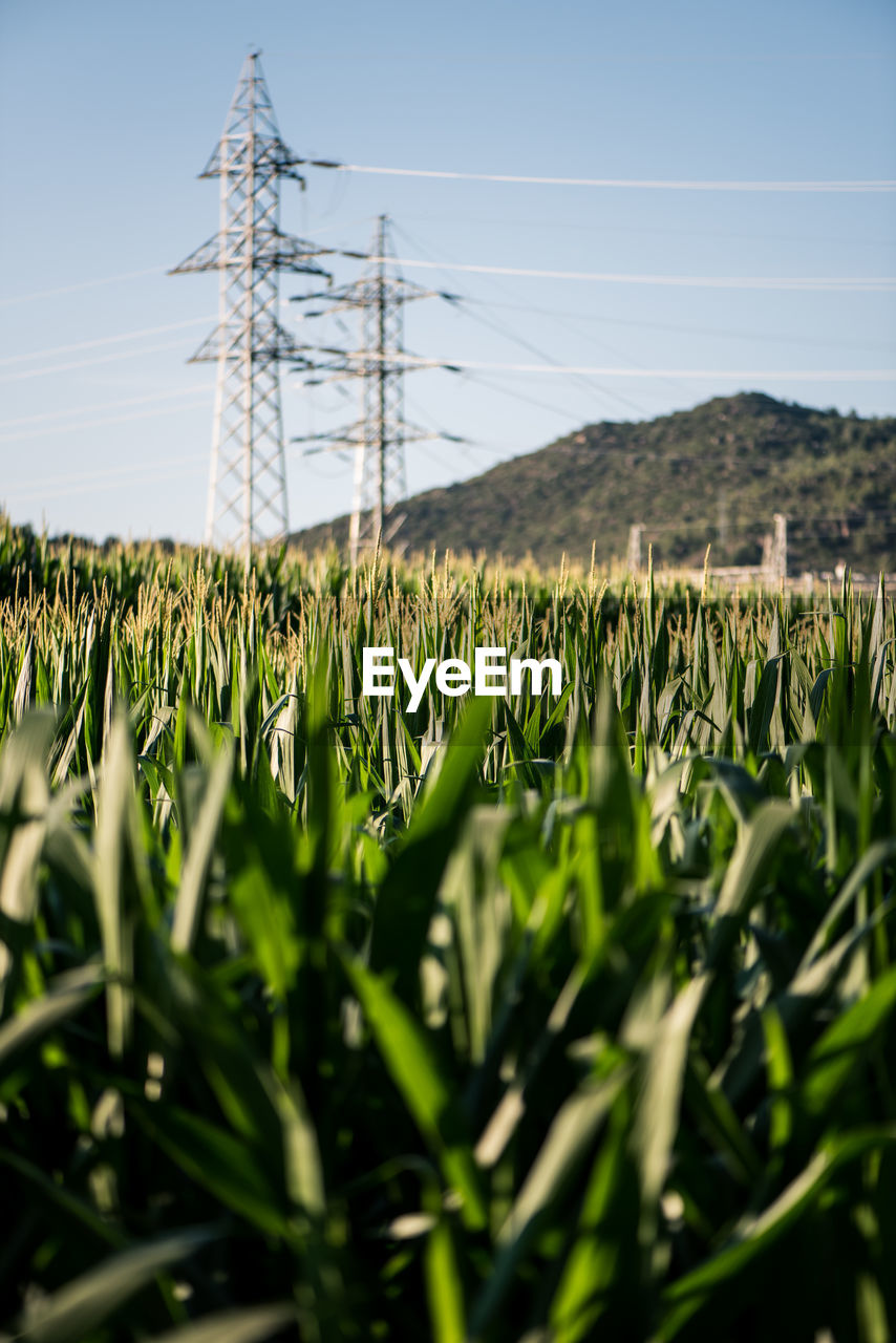 PLANTS GROWING ON FIELD AGAINST SKY