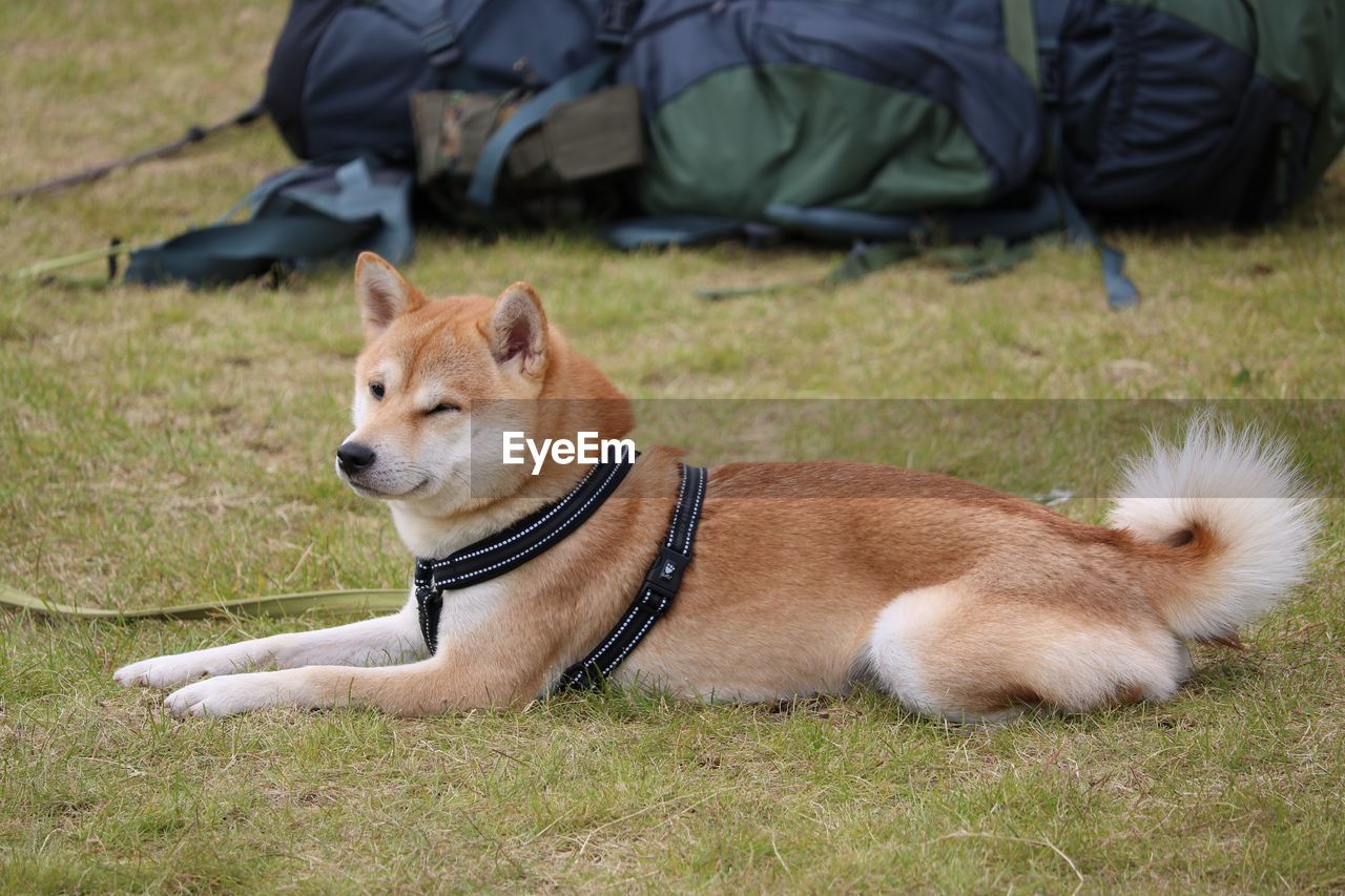 DOG RESTING ON FIELD