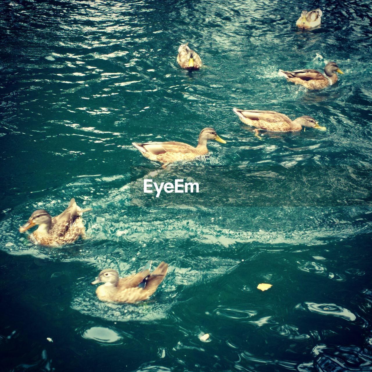 High angle view of duck swimming in lake