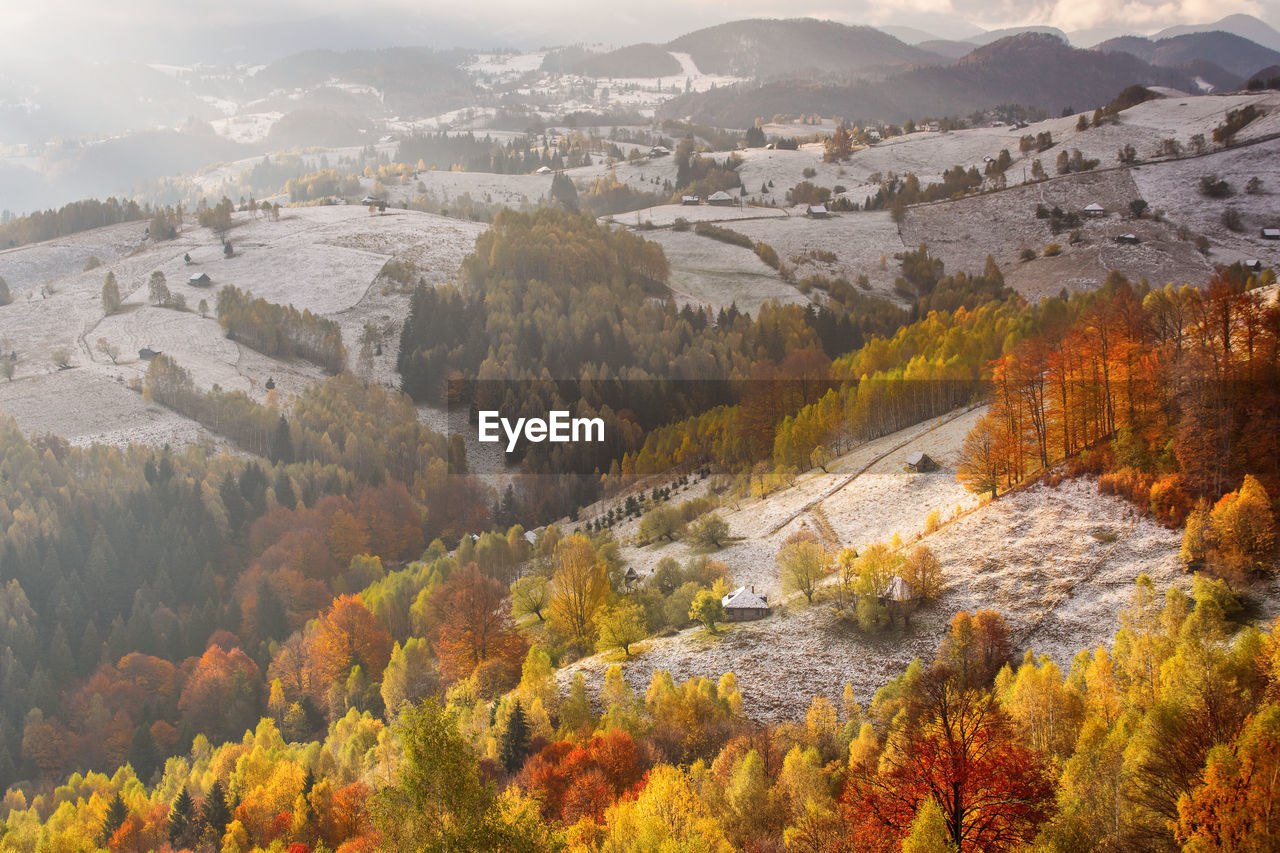 HIGH ANGLE VIEW OF TREES AND PLANTS DURING AUTUMN