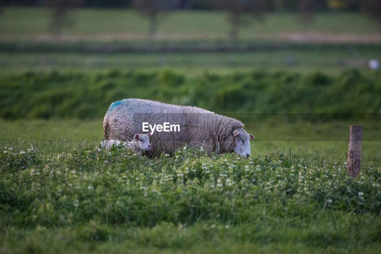 VIEW OF ANIMAL ON FIELD