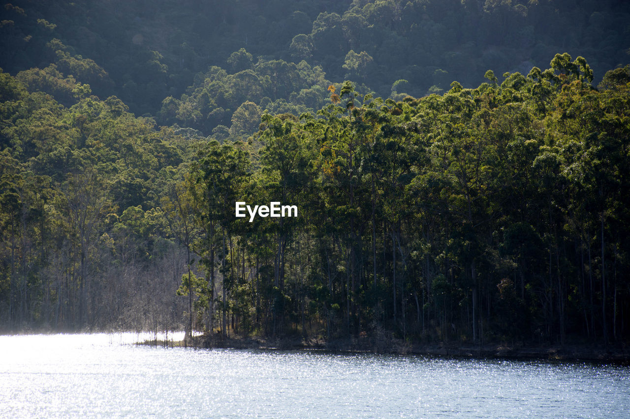 Trees by lake in forest