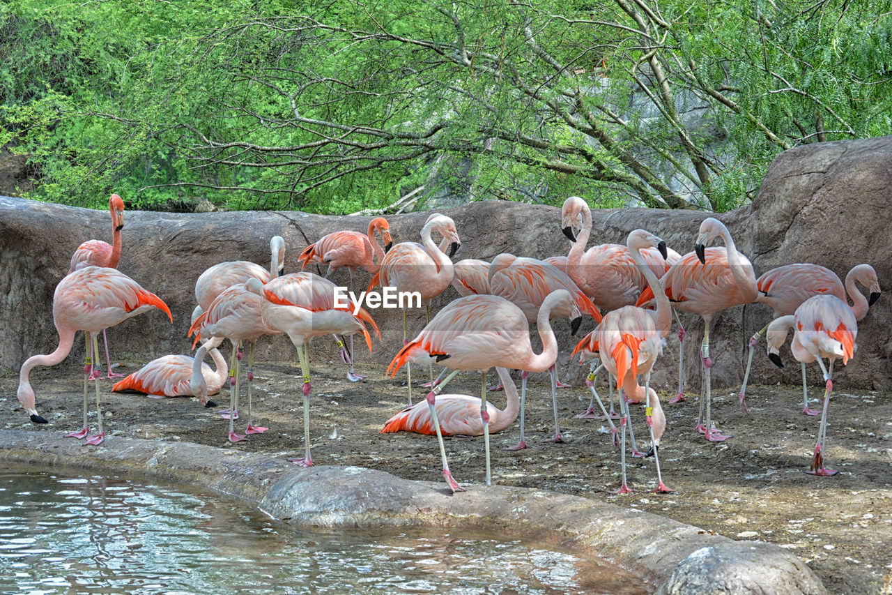 Flamingos in a lake