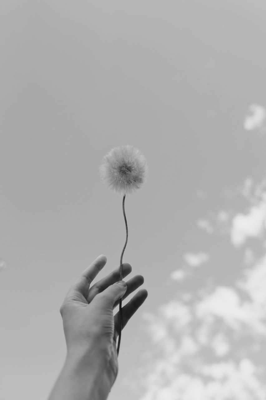 HAND HOLDING DANDELION AGAINST SKY