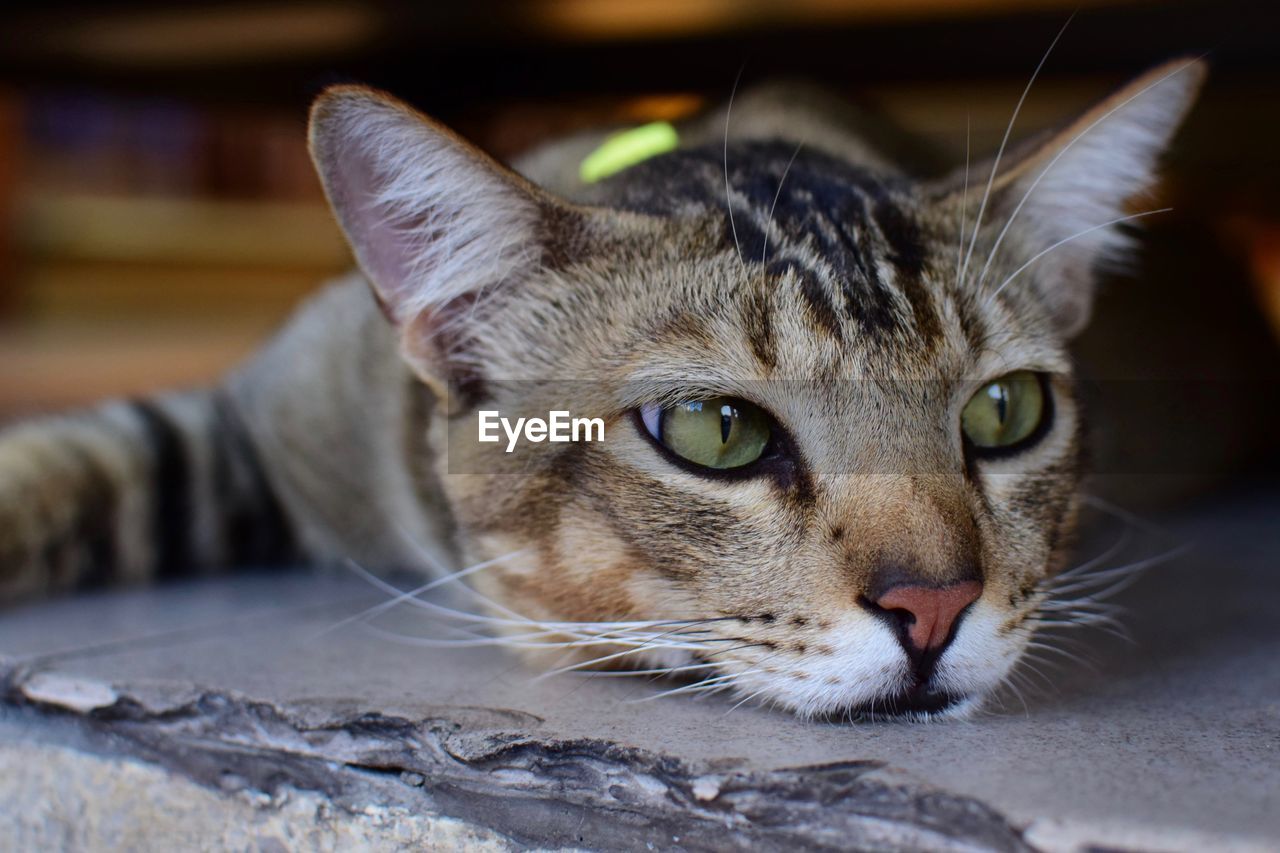 PORTRAIT OF TABBY CAT