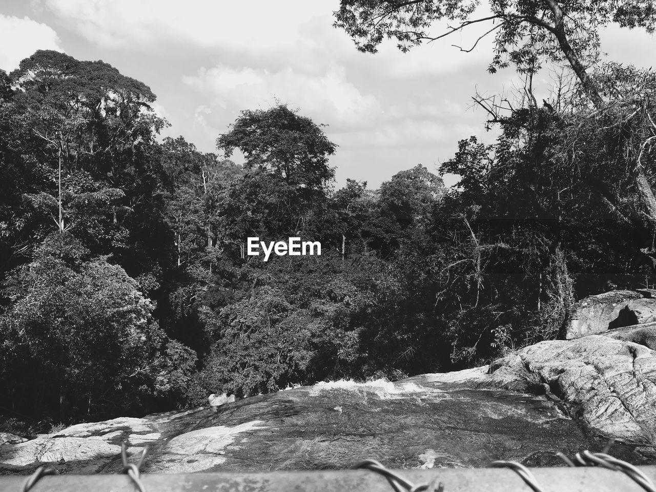 TREES GROWING BY ROCKS AGAINST SKY