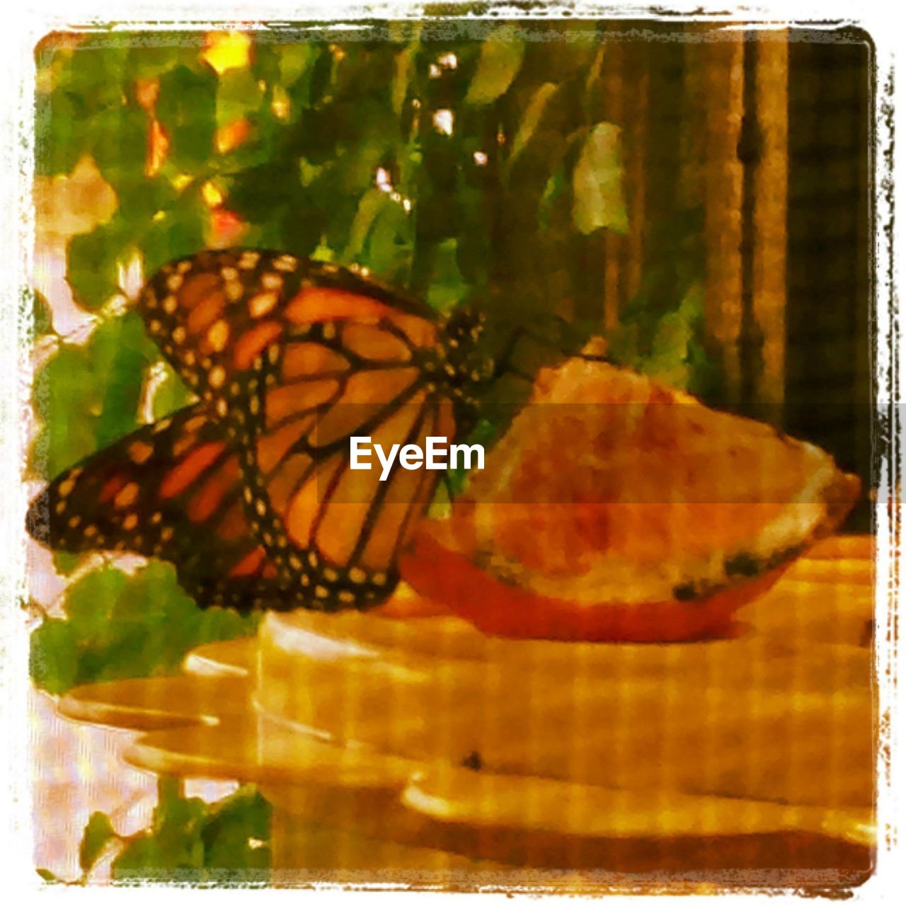 CLOSE-UP OF BUTTERFLY ON WHITE BACKGROUND