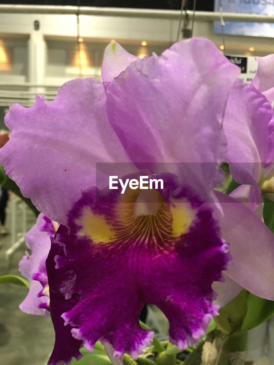 CLOSE-UP OF PURPLE FLOWERS BLOOMING OUTDOORS