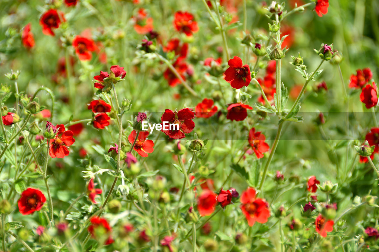 RED BERRIES GROWING ON FIELD