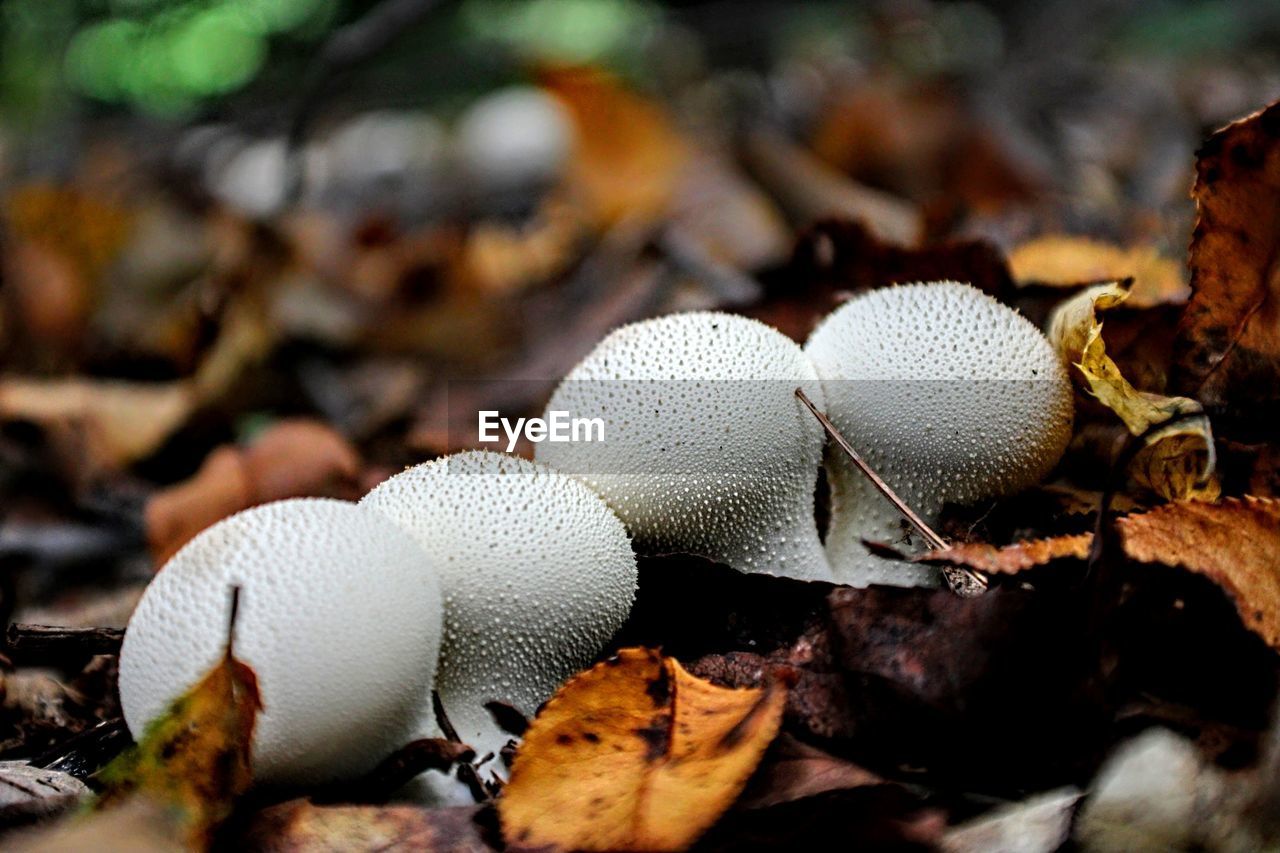 CLOSE-UP OF MUSHROOMS ON FIELD
