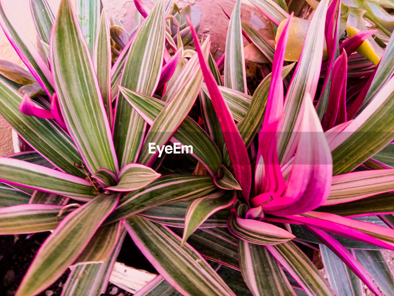 Full frame shot of pink flowering plant