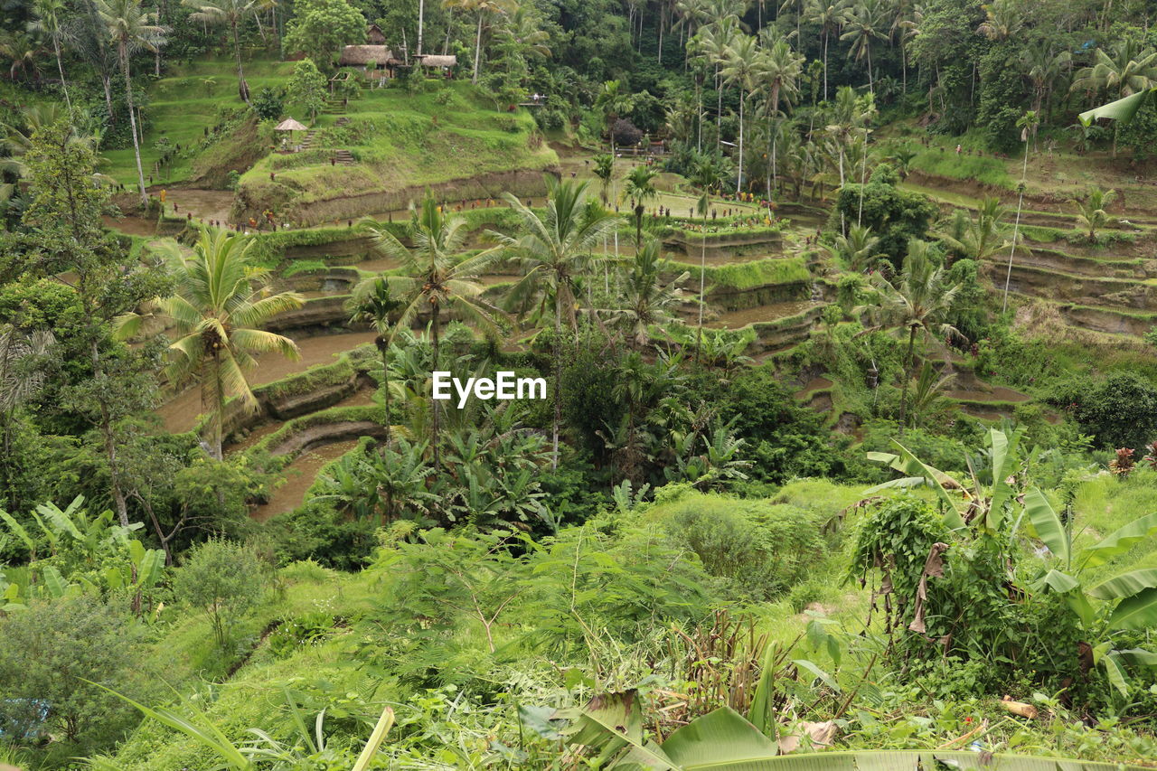 HIGH ANGLE VIEW OF FARM