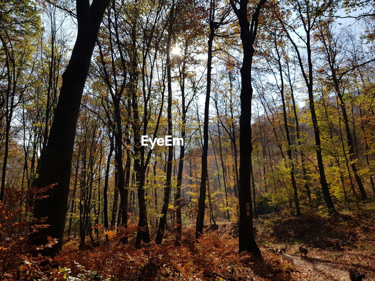 Trees in forest during autumn