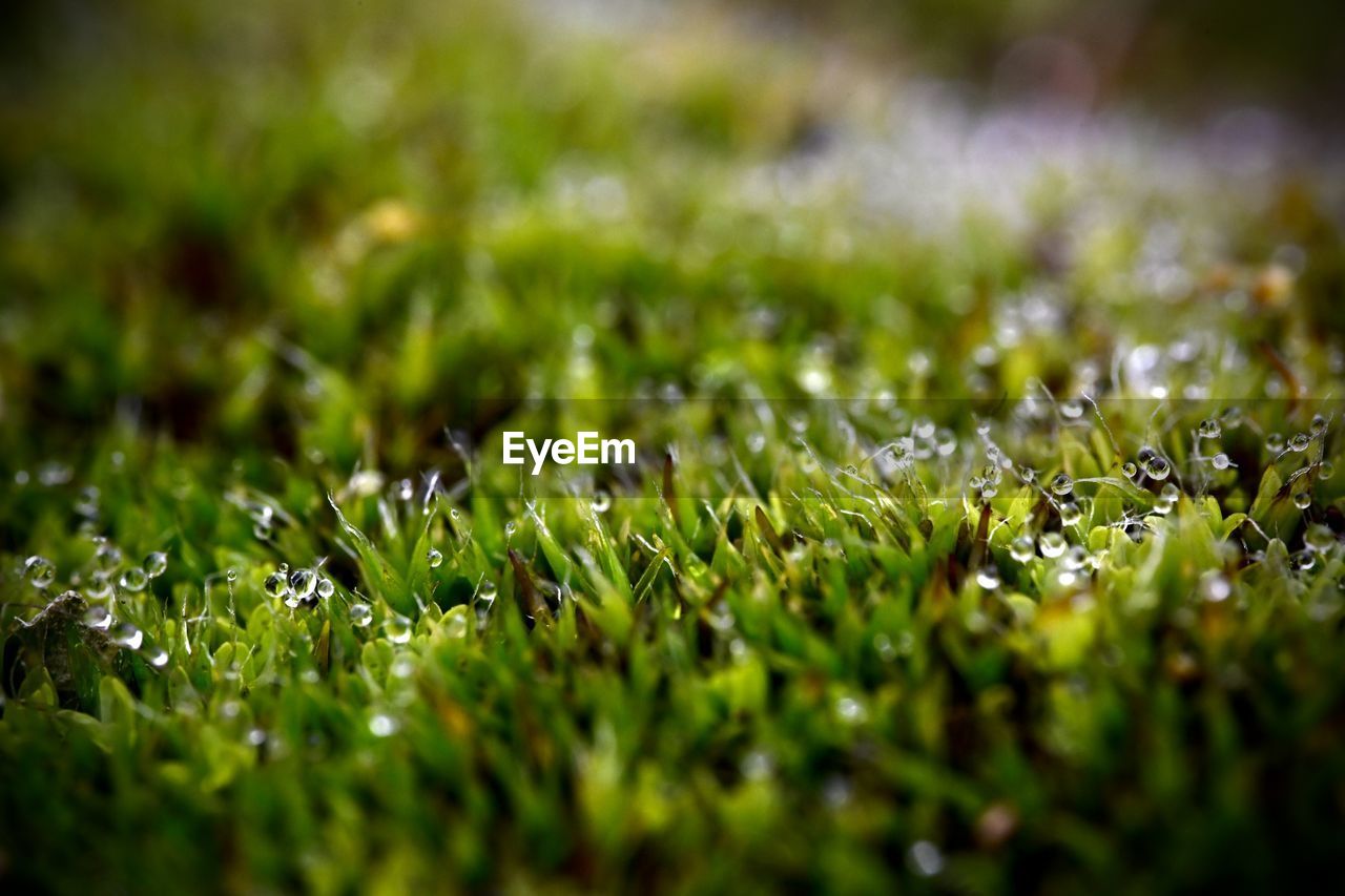 green, plant, lawn, grass, leaf, selective focus, macro photography, nature, flower, growth, no people, beauty in nature, sunlight, moss, close-up, land, moisture, freshness, field, dew, meadow, environment, outdoors, day, drop, wet, backgrounds, water, plain, tranquility