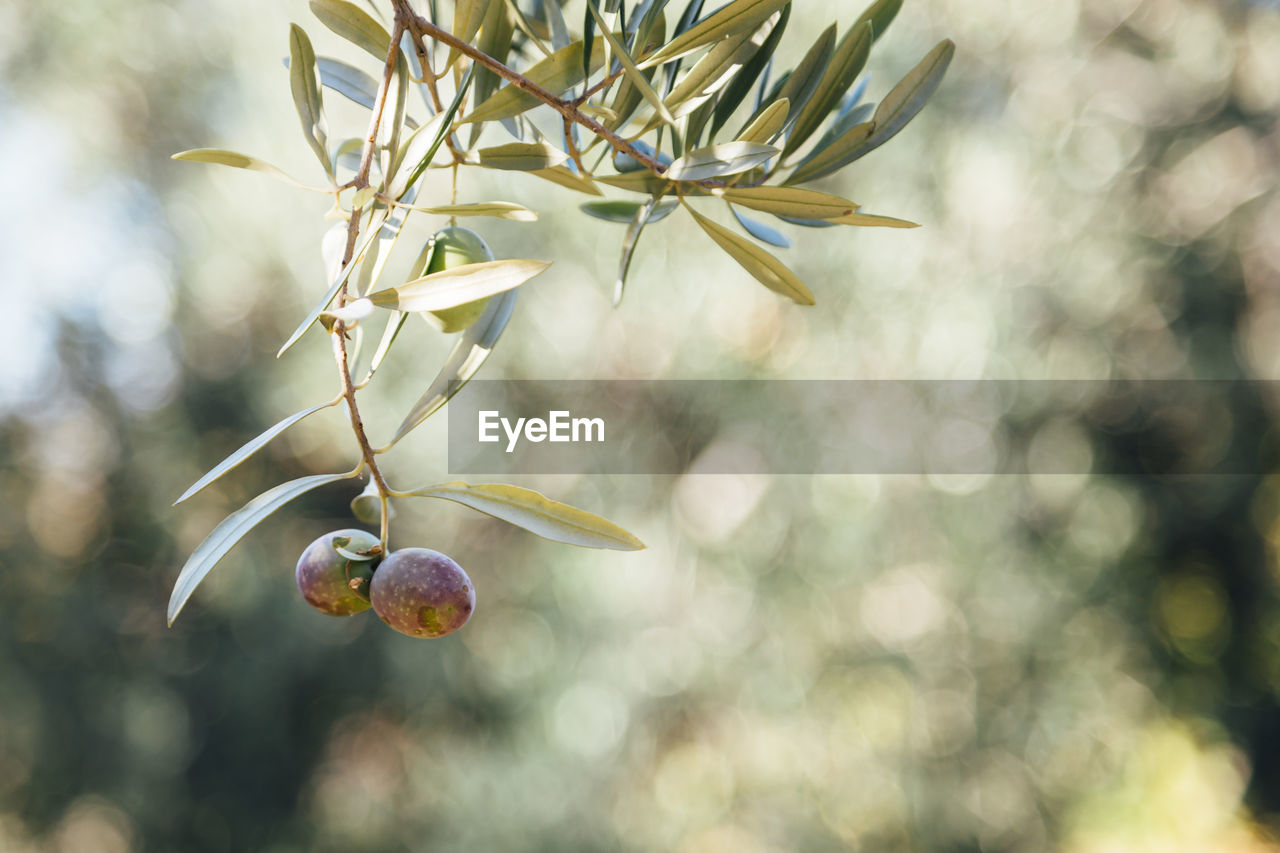 Close-up of fruits on twig