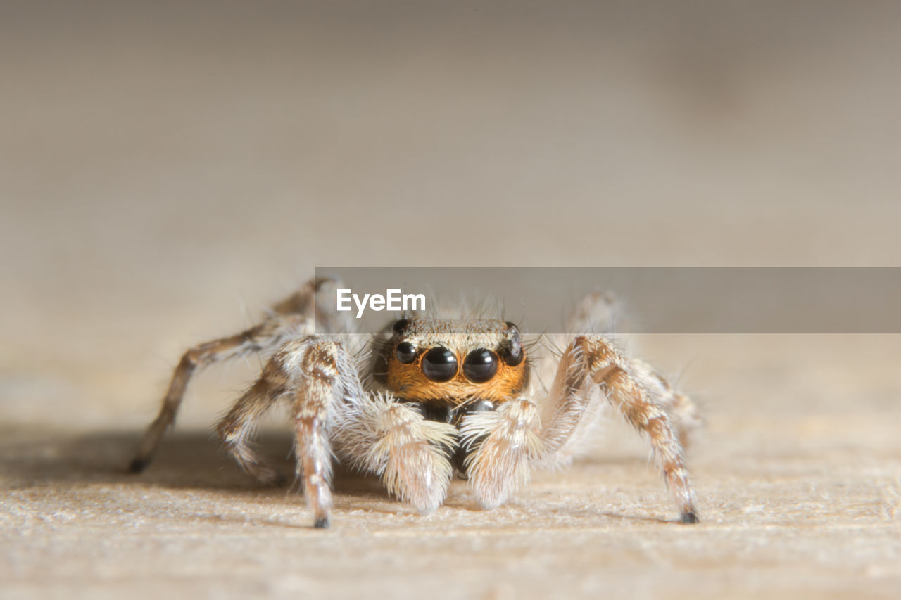 Close-up of spider