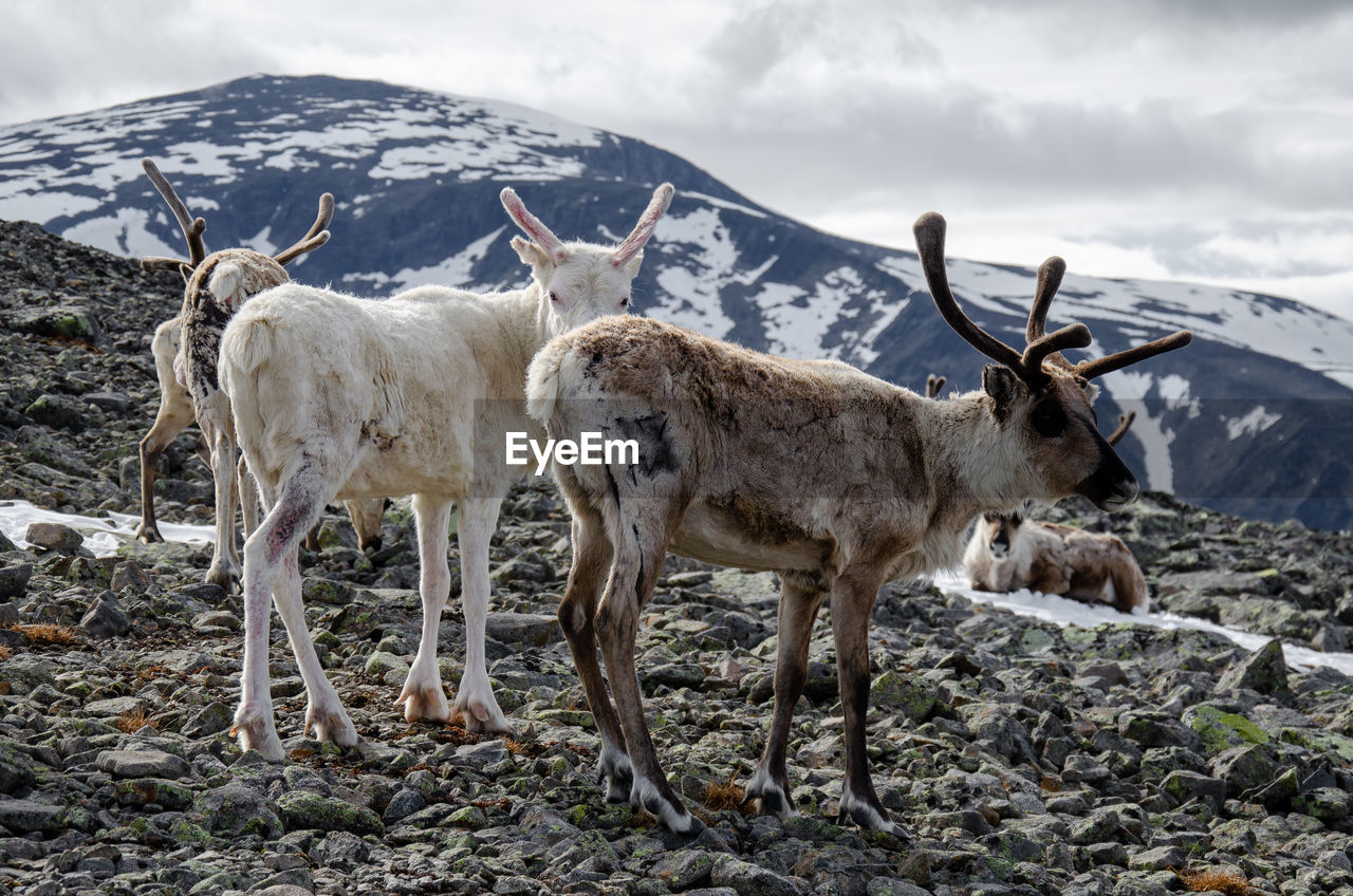 Two reindeers standing on top of the besseggen mountain
