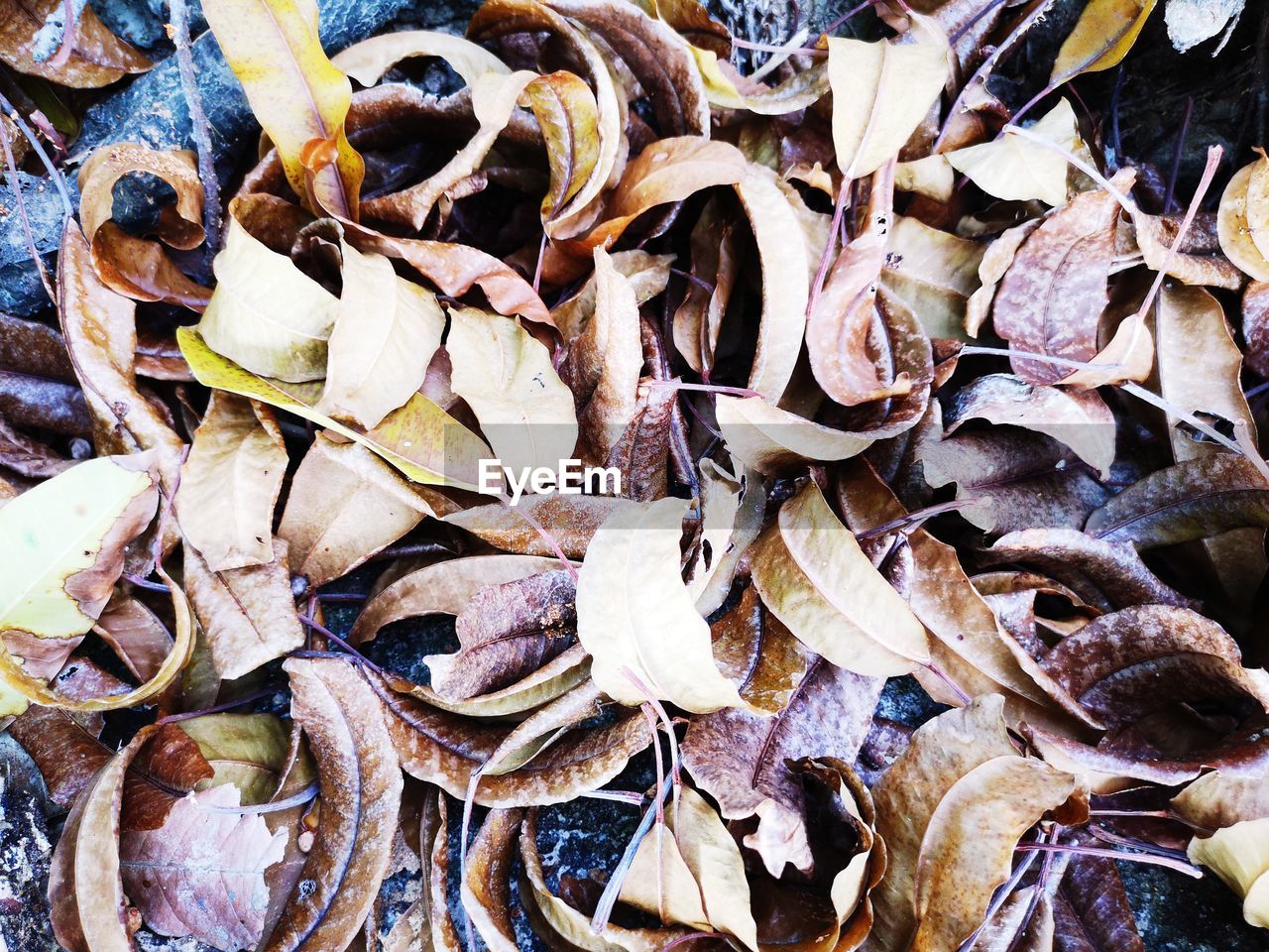 Full frame shot of dry leaves