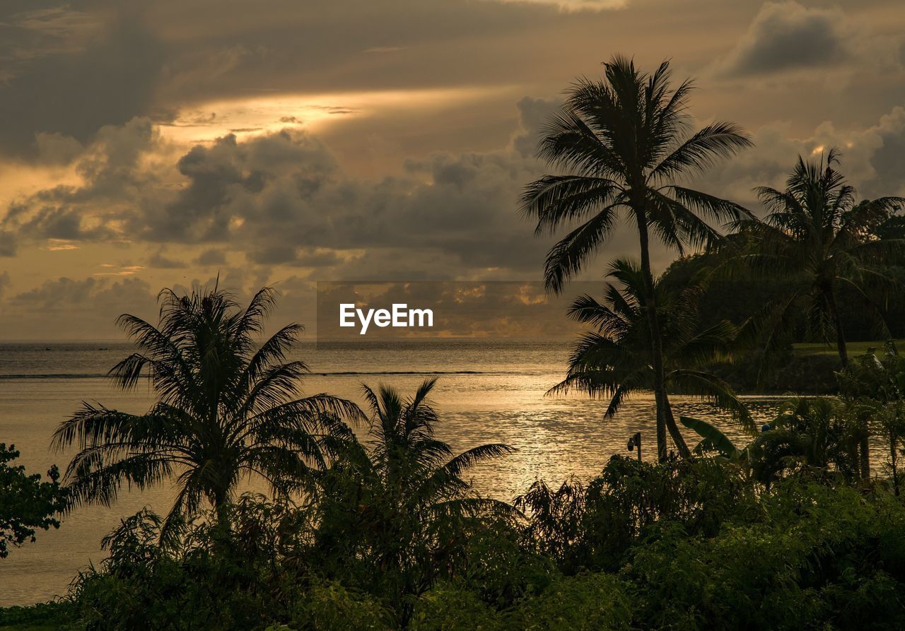 Silhouette palm trees by sea against sky at sunset