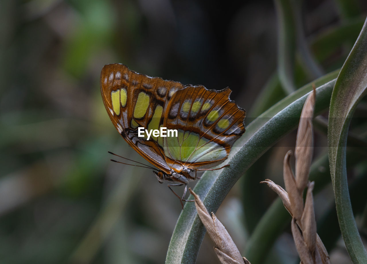 animal themes, animal, animal wildlife, butterfly, insect, moths and butterflies, wildlife, one animal, animal wing, beauty in nature, macro photography, nature, close-up, monarch butterfly, plant, focus on foreground, no people, animal body part, outdoors, perching, plant part, day, flower, leaf, side view, tree, animal markings