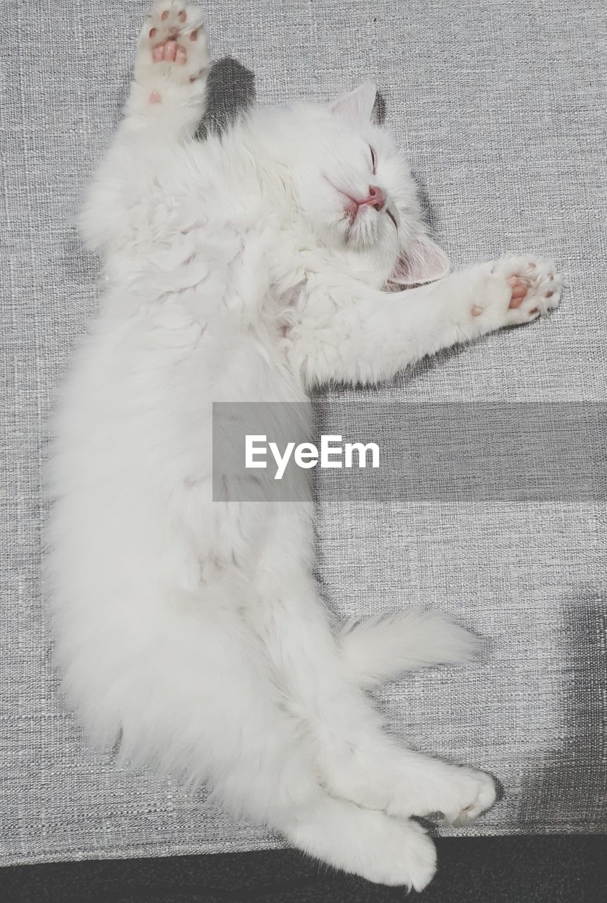 HIGH ANGLE VIEW OF WHITE CAT RESTING ON SOFA