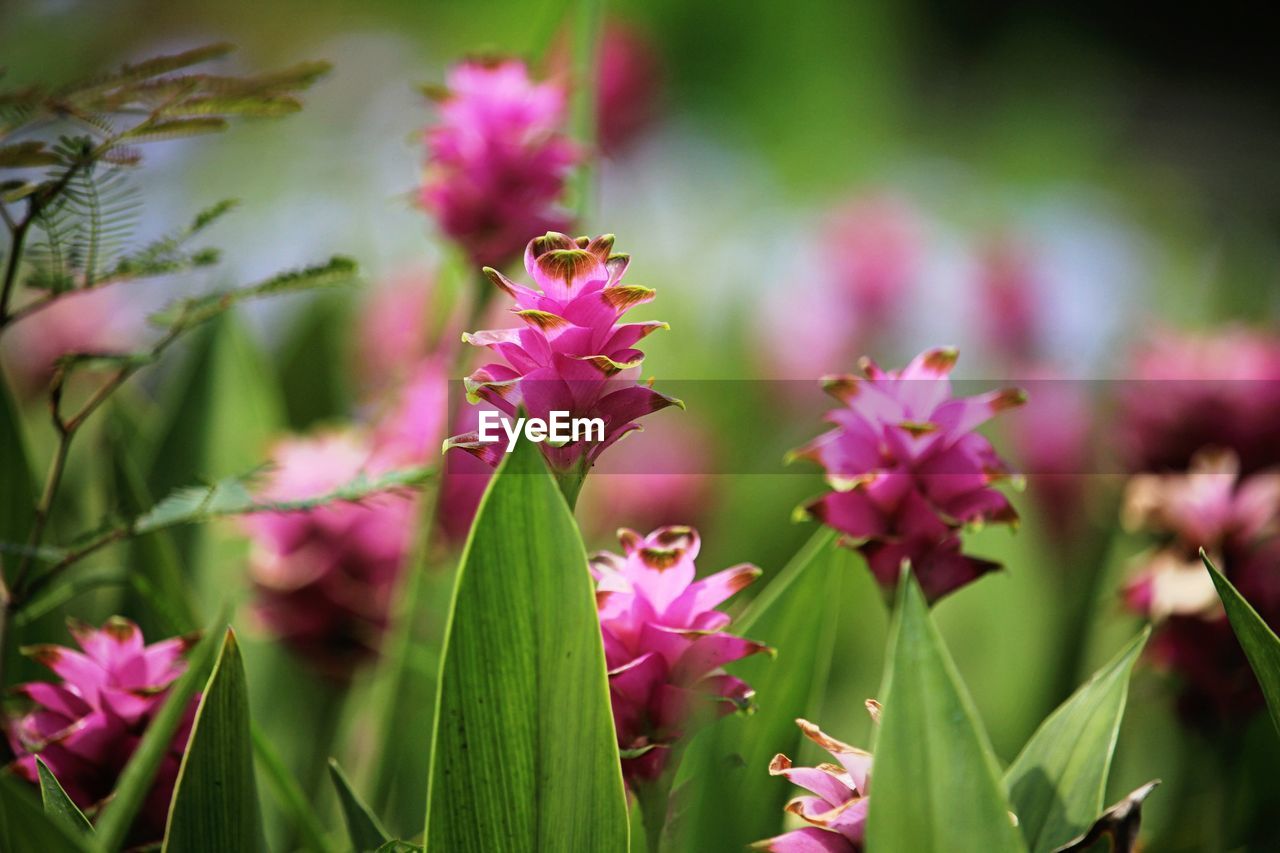 Close-up of pink flowering plant