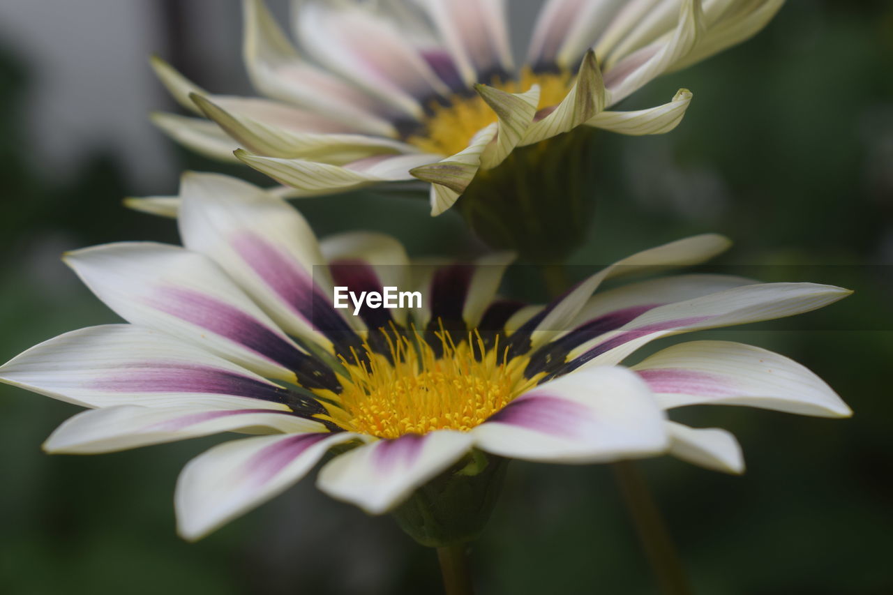 Close-up of pink flower