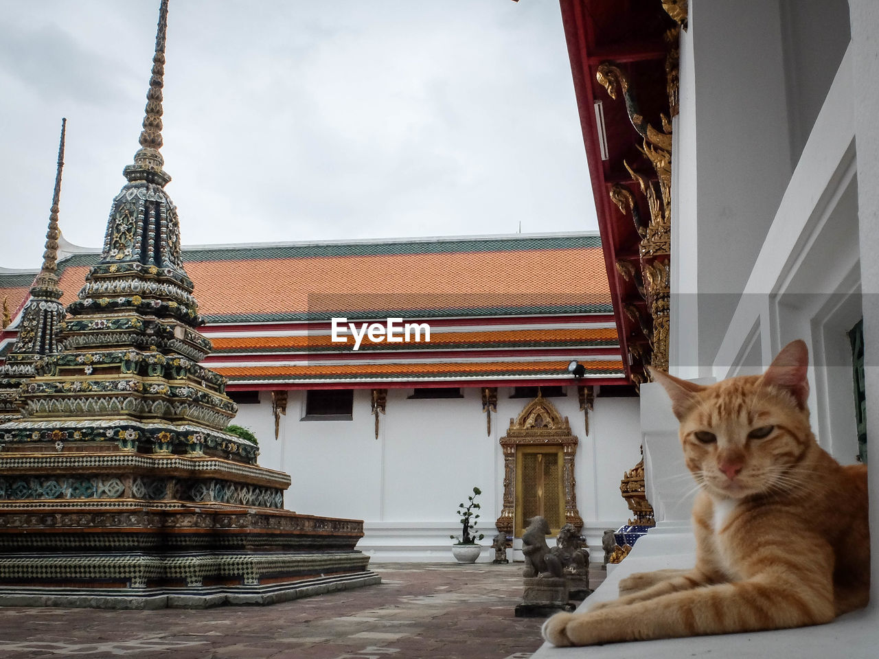 Portrait of cat at temple against sky
