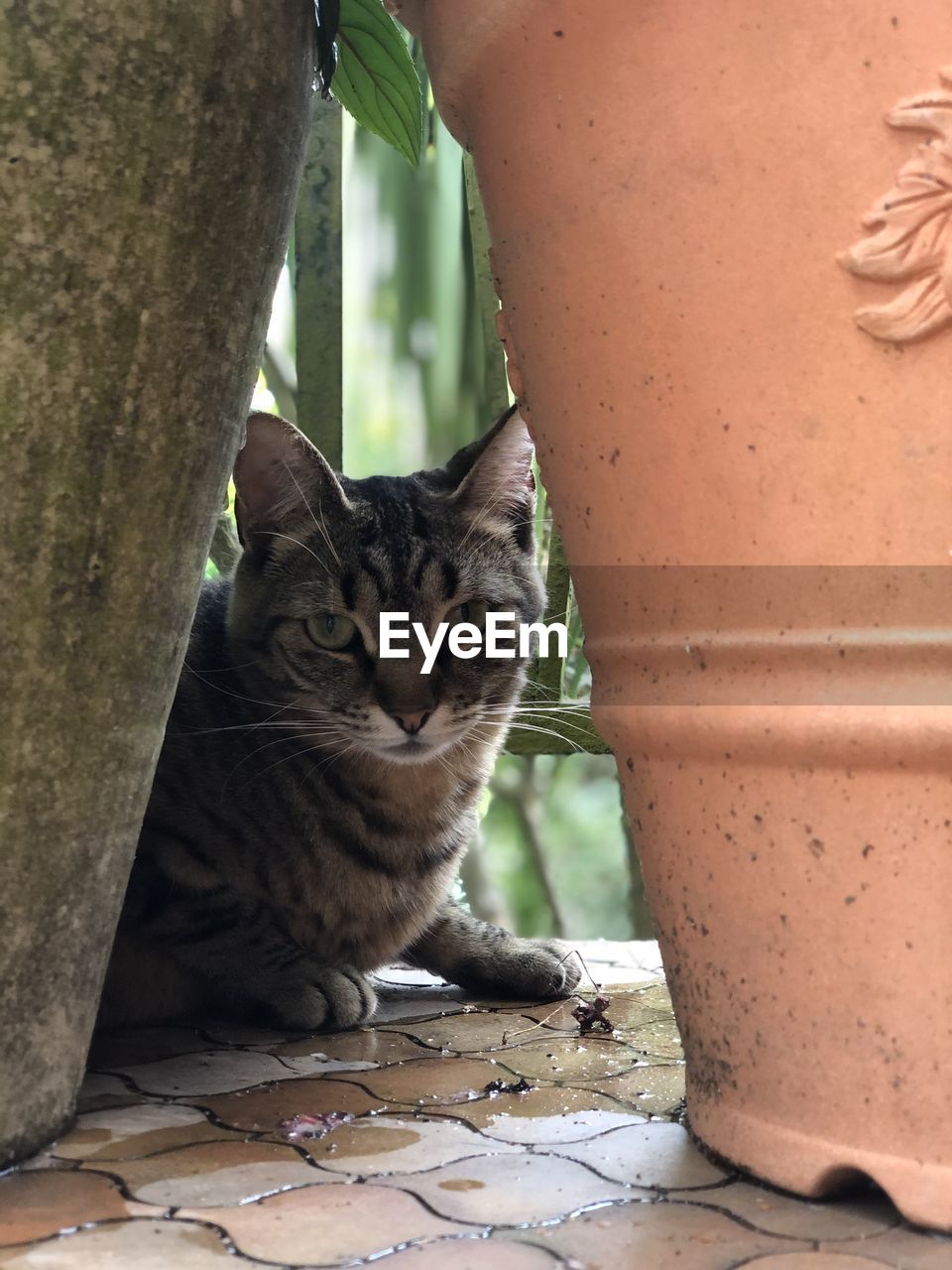 CLOSE-UP PORTRAIT OF CAT SITTING ON STONE WALL