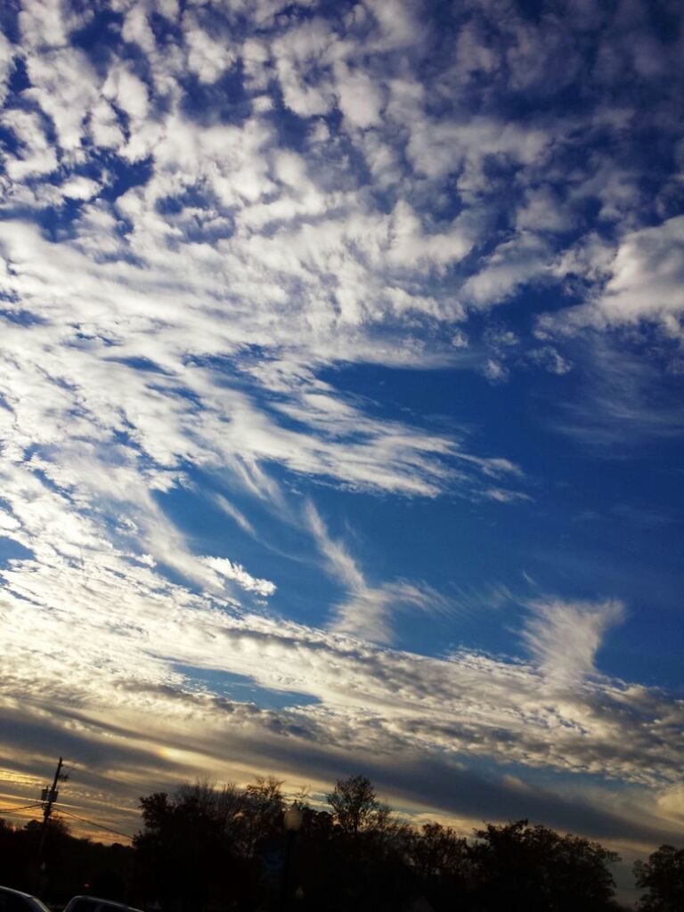 LOW ANGLE VIEW OF TREES AGAINST CLOUDY SKY