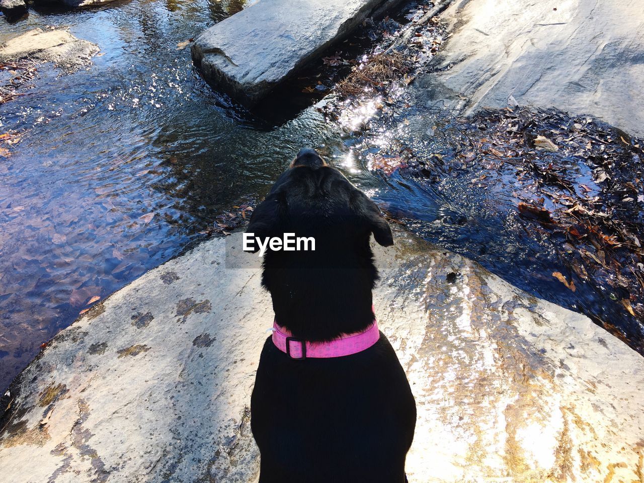 High angle view of black dog on rock by stream