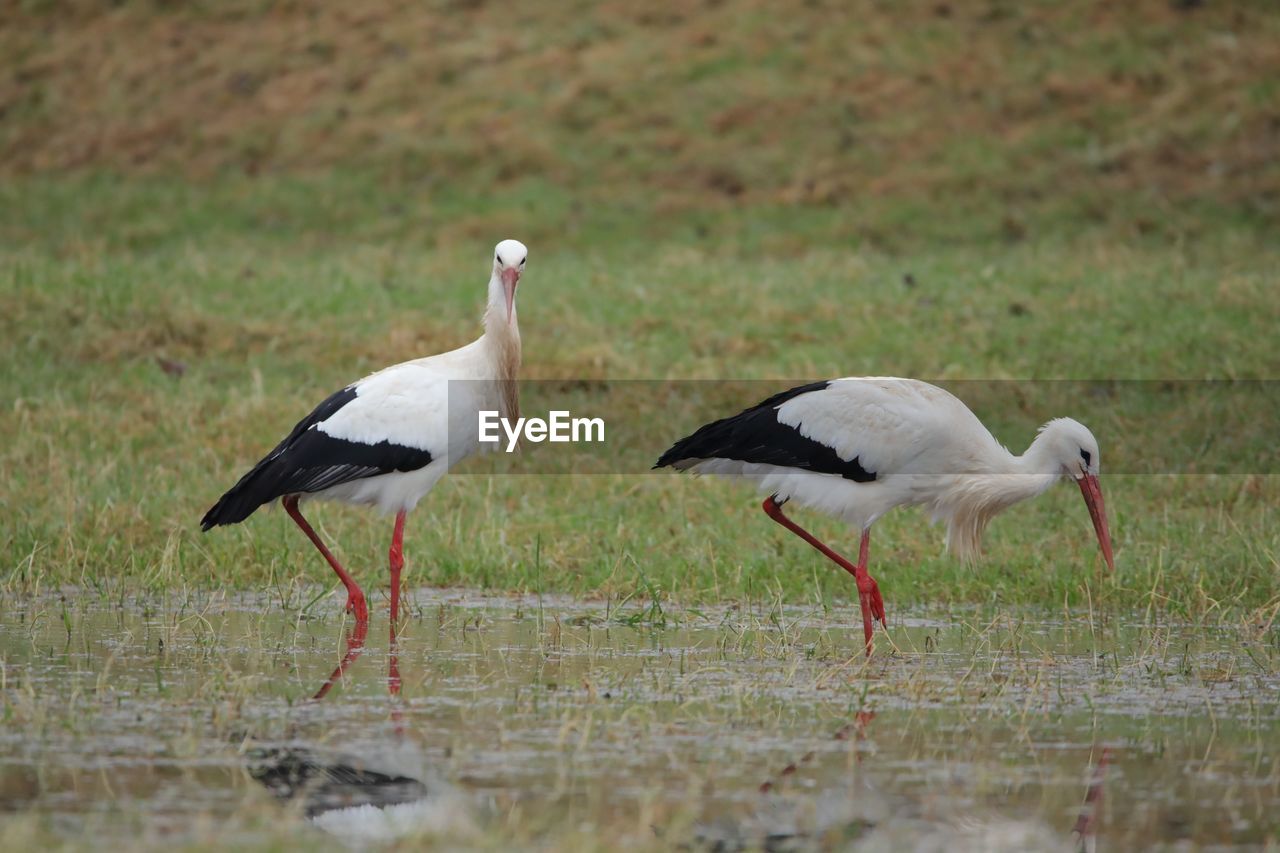 Close-up of bird perching on field