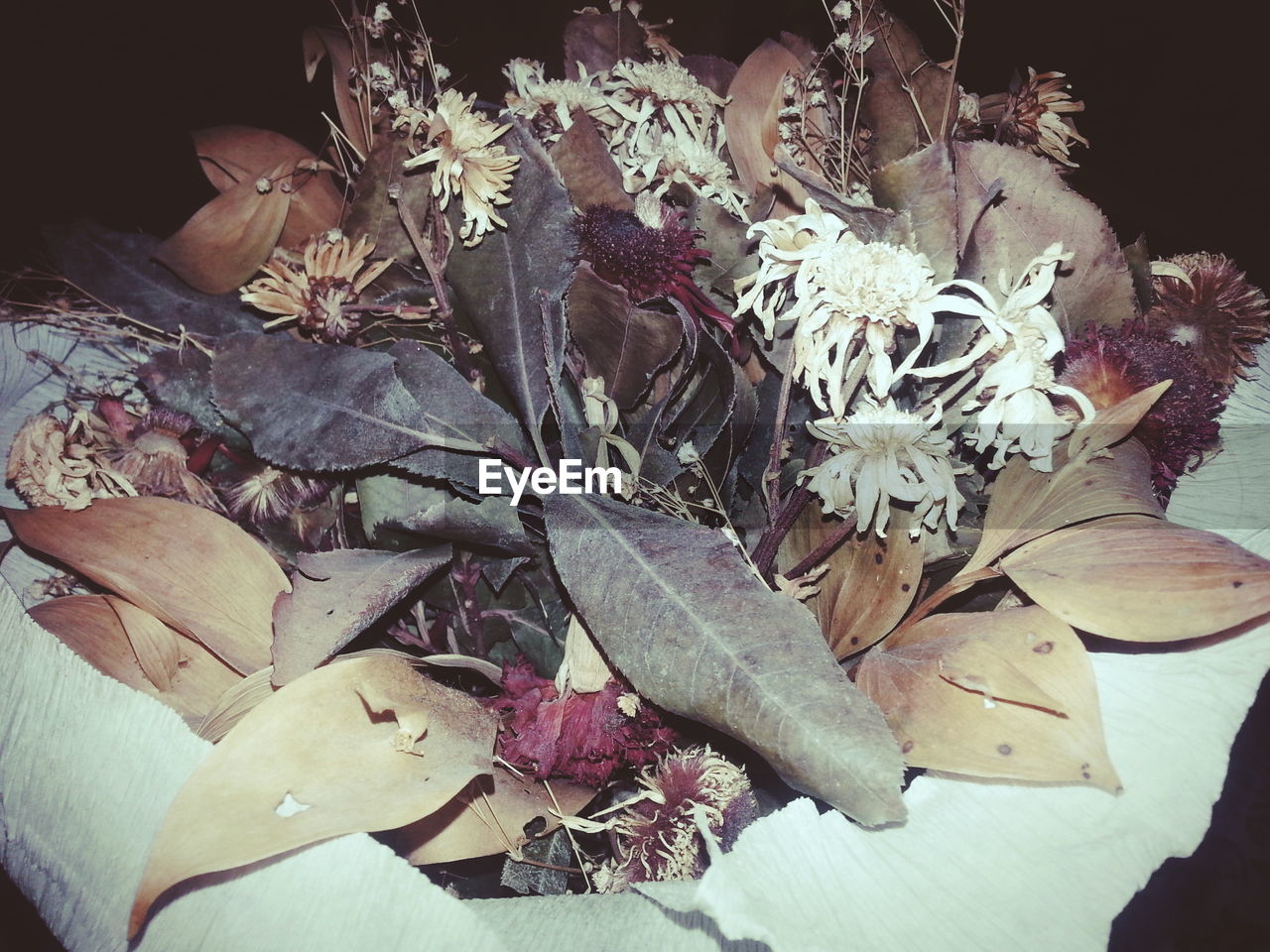 Close-up of flowers