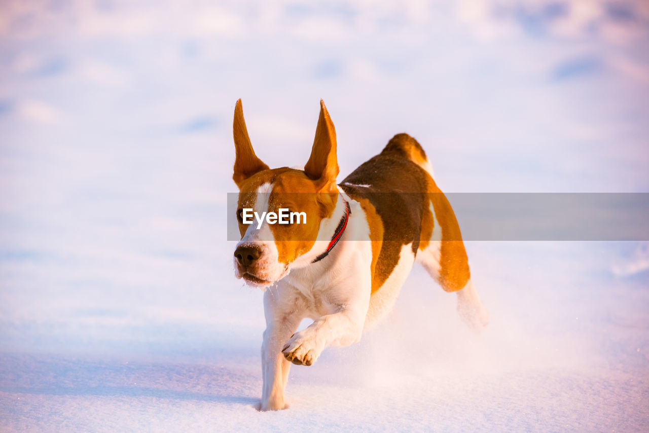 Portrait of a dog on the snow field