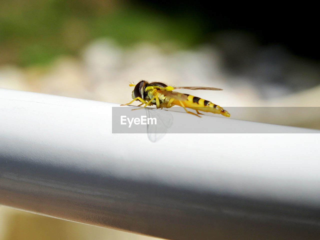 animal themes, animal wildlife, animal, yellow, insect, wildlife, one animal, macro photography, close-up, dragonfly, animal wing, nature, no people, focus on foreground, animal body part, outdoors, day, macro, fly, wasp, bee, selective focus, limb