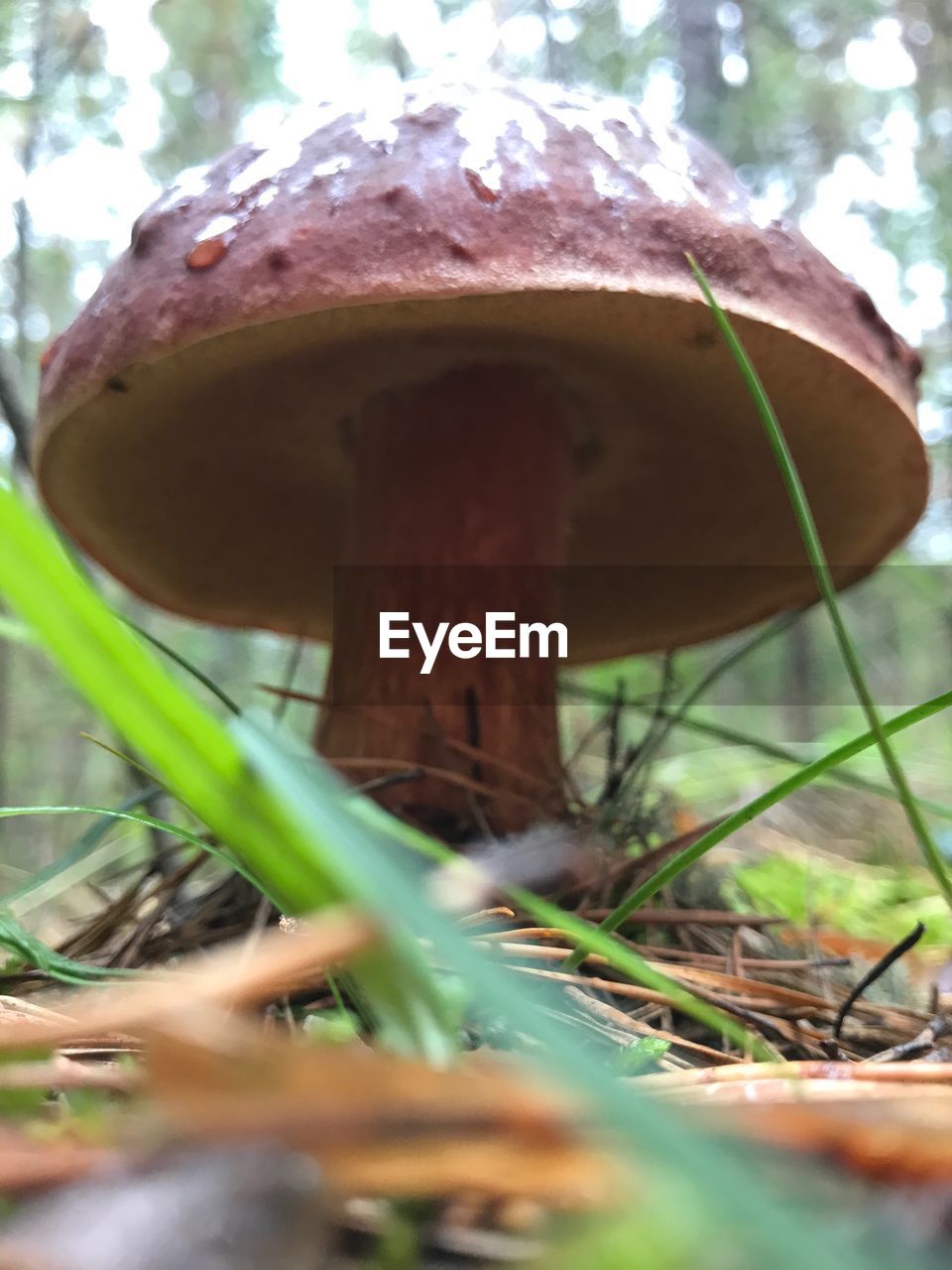 CLOSE-UP OF MUSHROOM GROWING IN TREE