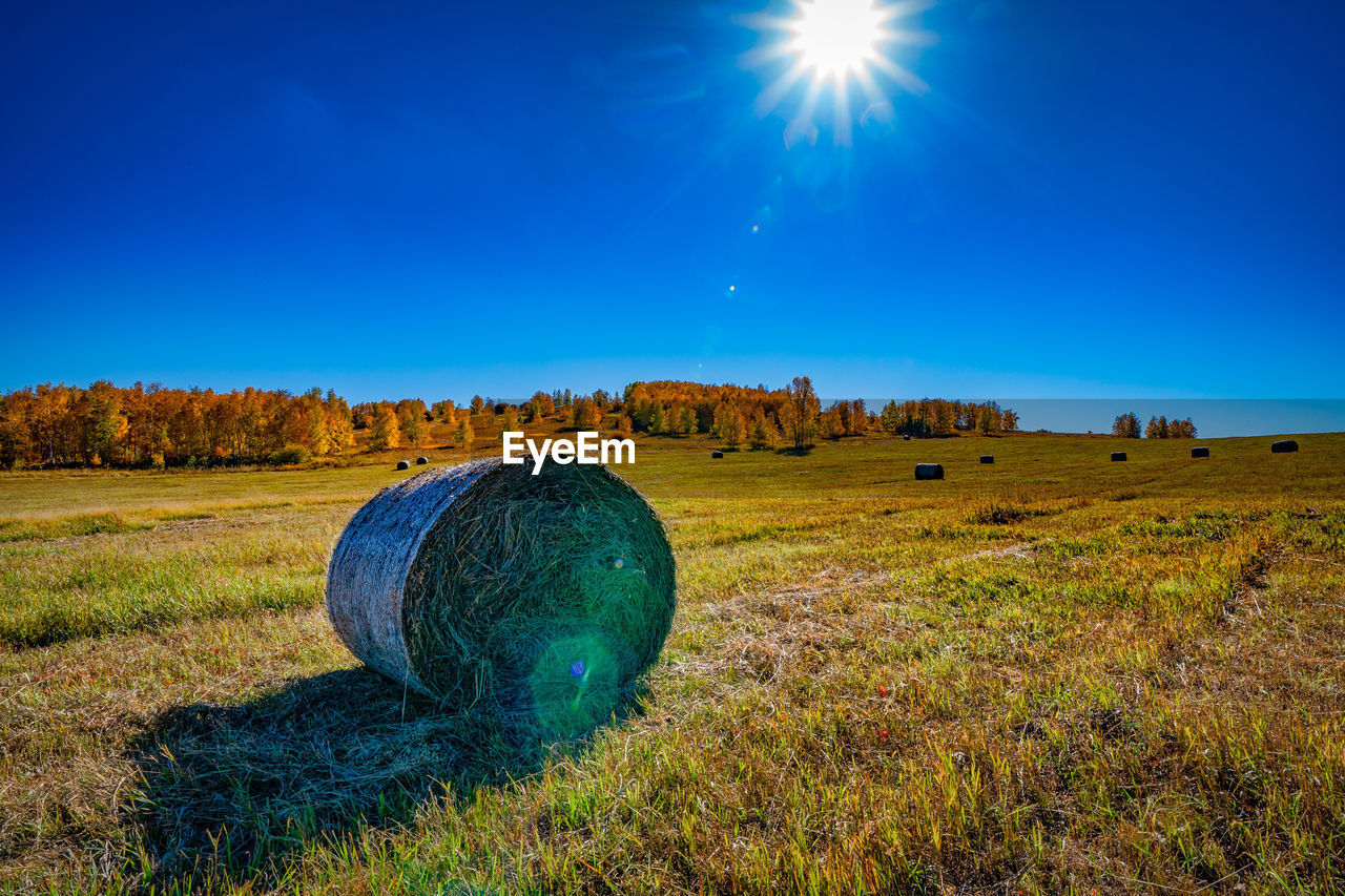 Scenic view of field against clear blue sky