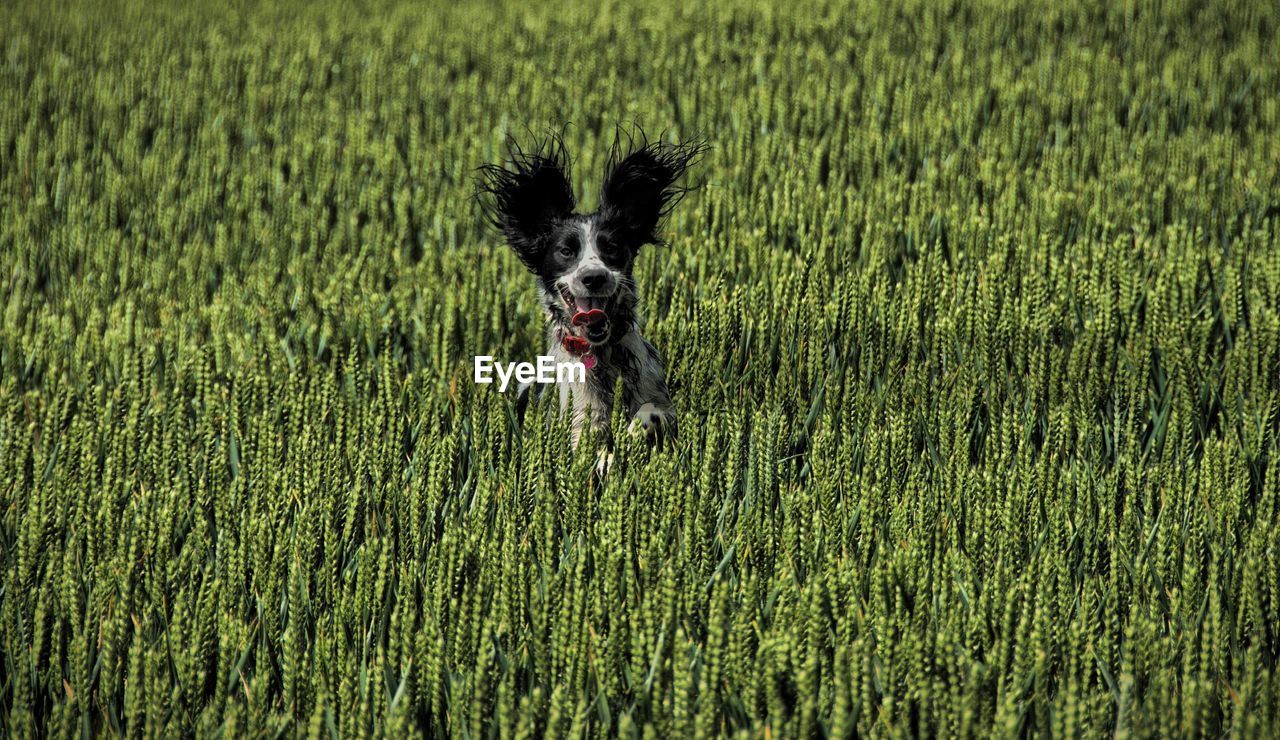 High angle portrait of dog on field