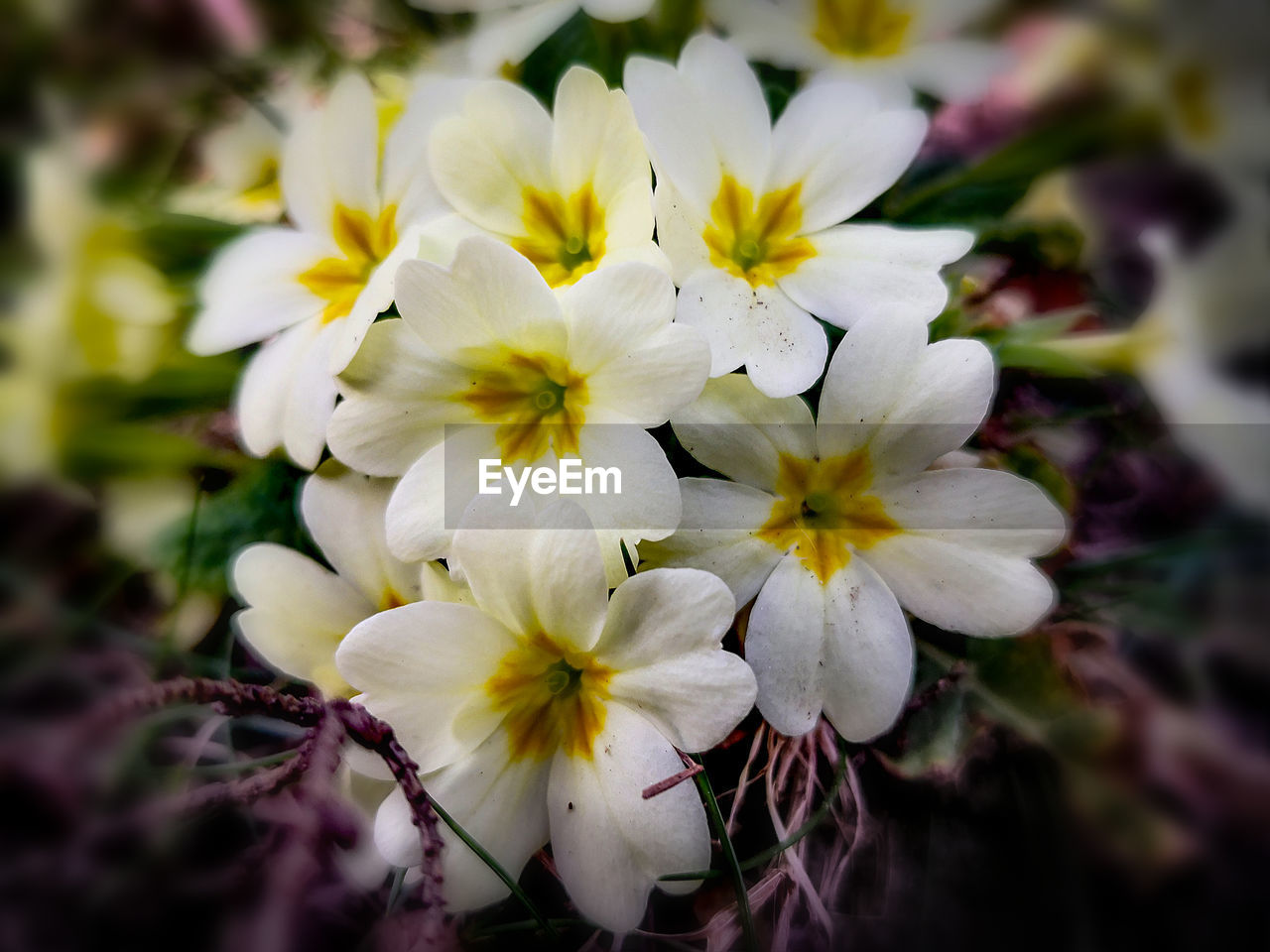 Close-up of white flowering plant