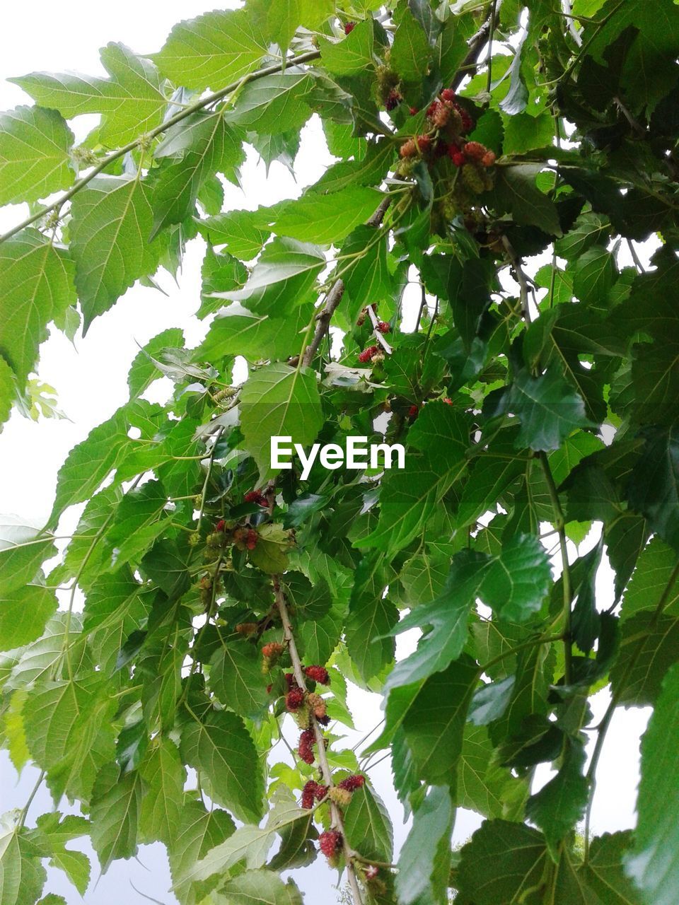 LOW ANGLE VIEW OF FRUIT TREE